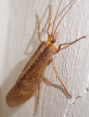 Stenophylax sp.
